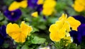 Beautiful yellow and purple pansy flowers Royalty Free Stock Photo