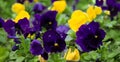 Beautiful yellow and purple pansy flowers, selective focus Royalty Free Stock Photo