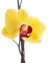 Beautiful yellow and purple Phalaenopsis orchid flowers with natural white light on background Royalty Free Stock Photo