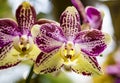 Beautiful yellow purple white Phalaenopsis or Moth dendrobium Orchid flower in winter in home window tropical garden. Floral Royalty Free Stock Photo