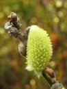 Yellow blooming willow, Lithuania Royalty Free Stock Photo