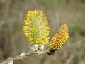 Blooming pussy-willow in spring, Lithuania Royalty Free Stock Photo