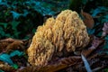 Beautiful yellow Ramaria Formosa mushroom on a piece of wood in the forest Royalty Free Stock Photo