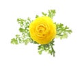 Beautiful yellow ranunculus flower on white background, top view Royalty Free Stock Photo