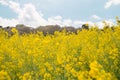 Beautiful yellow rapeseed field blooming under the blue sky. Bright Yellow rapeseed oil. Flowering rapeseed, Rapeseed field or Royalty Free Stock Photo