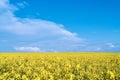 Beautiful yellow rapeseed field. sunny day, blue sky with clouds Royalty Free Stock Photo