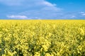 Beautiful yellow rapeseed field. sunny day, blue sky with clouds Royalty Free Stock Photo