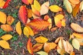 Beautiful yellow, red autumn fallen leaves of sakura, Japanese cherry in fall, background. Autumn leaf texture. Calendar, seasons Royalty Free Stock Photo