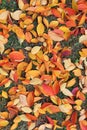 Beautiful yellow, red autumn fallen leaves of sakura, Japanese cherry in fall, background. Autumn leaf texture. Calendar, seasons Royalty Free Stock Photo