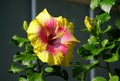 Beautiful yellow and red color of Chinese hibiscus Bon Temps