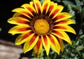 Beautiful yellow and red daisy flower Royalty Free Stock Photo