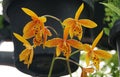 Beautiful yellow and red flowers of Brassocattleya Hoku Gem \'Freckles\' at full bloom Royalty Free Stock Photo