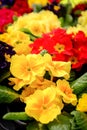 Beautiful Yellow and Red Flowers in Pots