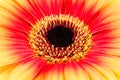 Beautiful yellow and red gerbera flower