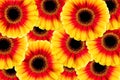 Beautiful yellow and red gerbera flower isolated Royalty Free Stock Photo