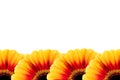 Beautiful yellow and red gerbera flower isolated Royalty Free Stock Photo