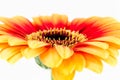 beautiful yellow and red gerbera flower isolated on white background Royalty Free Stock Photo