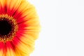 beautiful yellow and red gerbera flower isolated on white background Royalty Free Stock Photo