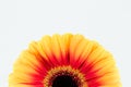 beautiful yellow and red gerbera flower isolated on white background Royalty Free Stock Photo