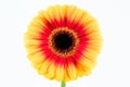 beautiful yellow and red gerbera flower isolated on white background Royalty Free Stock Photo