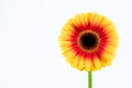 beautiful yellow and red gerbera flower isolated on white background Royalty Free Stock Photo