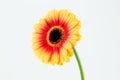 beautiful yellow and red gerbera flower isolated on white background Royalty Free Stock Photo