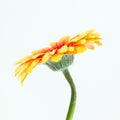 beautiful yellow and red gerbera flower isolated on white background Royalty Free Stock Photo