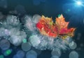 Beautiful yellow red green autumn maple leaf on a Christmas garland of tinsel with a nice blurred bokeh and soft blue background Royalty Free Stock Photo