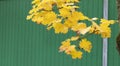 Beautiful of yellow and red maple leaves on the tree branch with green wood wall background Royalty Free Stock Photo