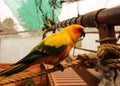 Yellow red parrot sitting and eating pomegranate.