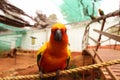 Yellow red parrot sitting and eating pomegranate.