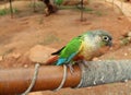 Yellow red parrot sitting and eating pomegranate.