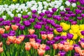 Beautiful yellow, red and purple tulip field closeup Royalty Free Stock Photo