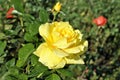 Beautiful yellow red rose flower green leaf close up romantic nature blossom garden still life sunny day Royalty Free Stock Photo