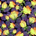 Beautiful yellow and red roses and purple leaves on black background. Seamless floral pattern. Watercolor painting. Royalty Free Stock Photo