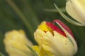 Beautiful yellow and red tulip bud Royalty Free Stock Photo