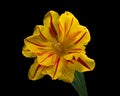 Beautiful yellow-red blooming tulip with green stem and leaves isolated on black background. Close-up studio shot. Royalty Free Stock Photo