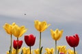 Beautiful yellow and red tulips closeup and a blue background Royalty Free Stock Photo
