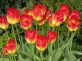 Beautiful yellow and red tulips, variety Hypnose Royalty Free Stock Photo