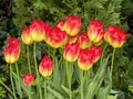 Beautiful yellow and red tulips, variety Hypnose Royalty Free Stock Photo