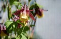 Beautiful yellow and red western columbine aquilegia formosa flower in green garden blurred background. Flower in the shape of a
