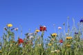 Beautiful yellow and red wild flowers with a deep blue sky in the background Royalty Free Stock Photo