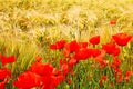 Beautiful yellow ripe barley grass field ready for harvest, wild  red blooming corn poppy flowers Papaver rhoeas - Germany Royalty Free Stock Photo