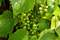 Beautiful yellow ripe grapes on the vine in a vineyard against of bunches of grapes, green leaves Royalty Free Stock Photo