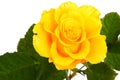 Beautiful yellow rose Royalty Free Stock Photo