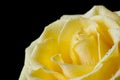 Beautiful yellow rose on black Royalty Free Stock Photo