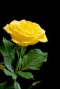 Beautiful yellow rose on black Royalty Free Stock Photo