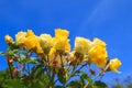 Beautiful Yellow rose with blue sky Royalty Free Stock Photo