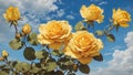 Beautiful Yellow Rose with Blue Sky in Gardern. Royalty Free Stock Photo