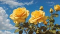 Beautiful Yellow Rose with Blue Sky in gardern Royalty Free Stock Photo